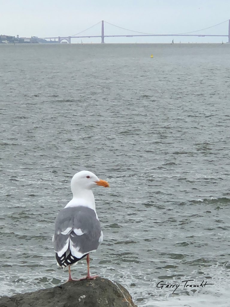 The Changing Chorus: 50 Years of Bay Area Birds — What the Data Tell Us