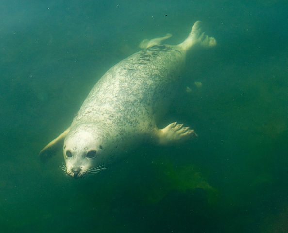 Harbor seal haven in Alameda