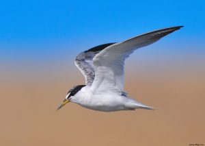 Least Tern by Jerry Ting