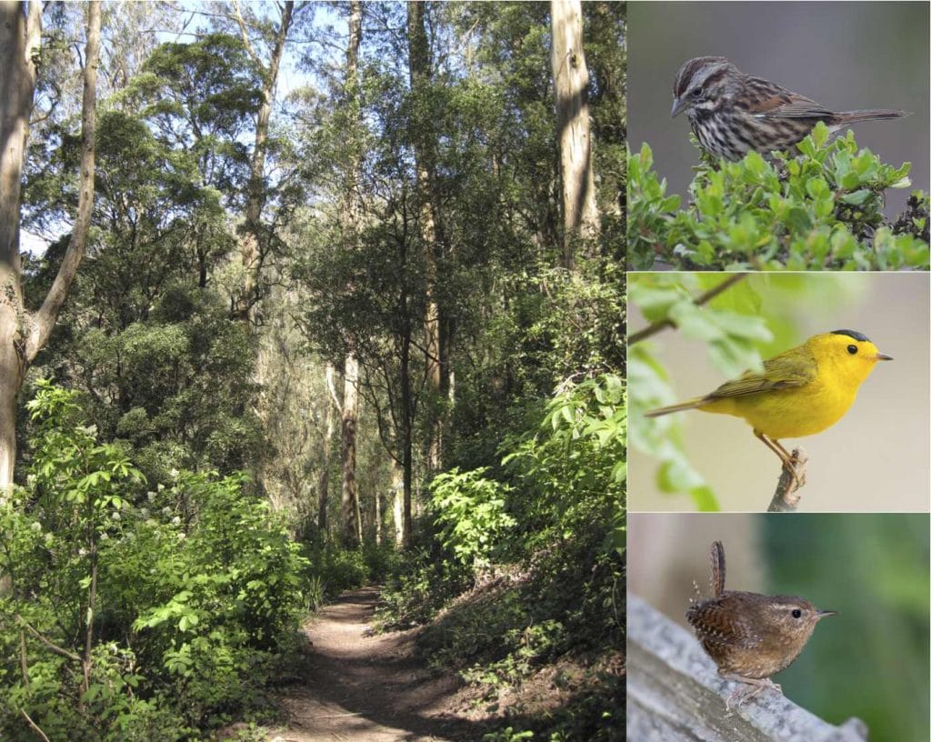 Historic Trail with Song Sparrow, Wilson's Warbler and Pacific Wren. / Bird photos by Bob Lewis