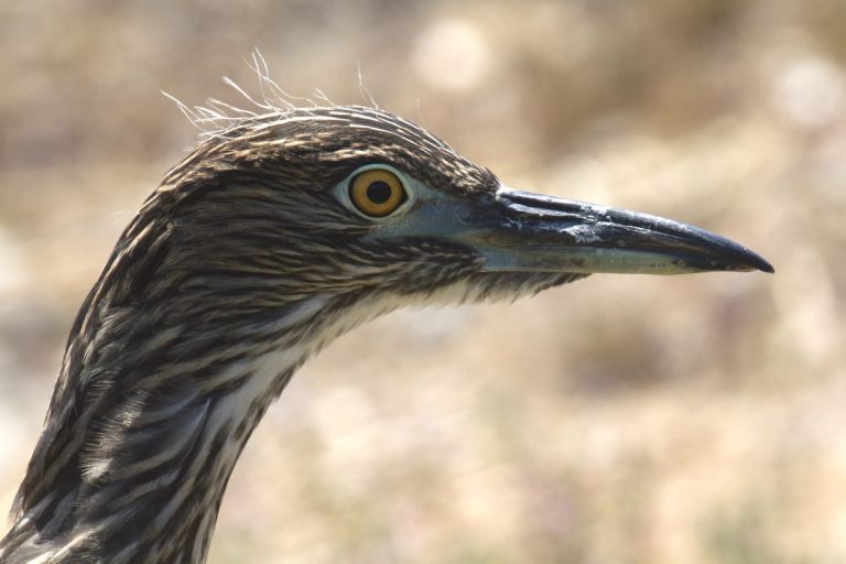 Oakland Night-Herons released at MLK Shoreline