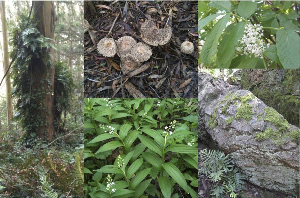 Leather Fern-tree, mushrooms, RedElderberry in bloom, rocks/ferns/lichen/moss, and Slim Solomon one member of the reactivated native plant community. Photos by Patricia Greene
