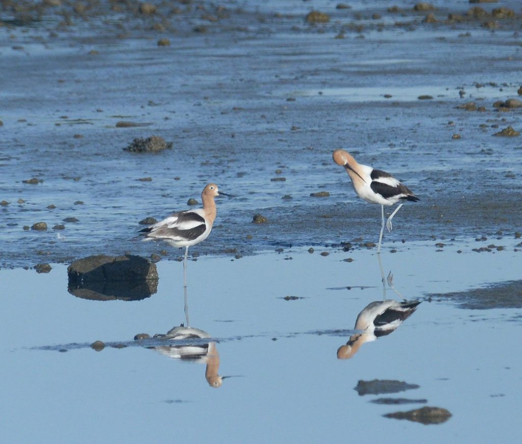American Avocets during the Pier 94 BioBlitz