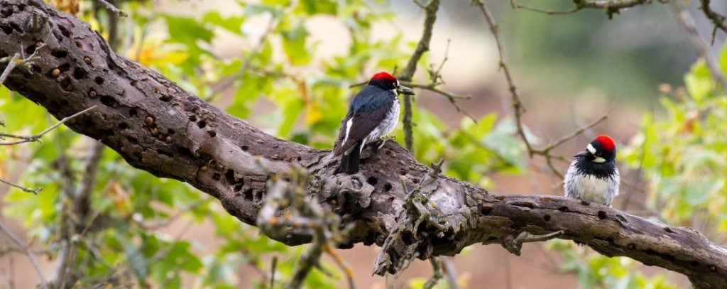 Acorn Woodpeckers on the  East Bay Parks trip, led by Dave Riensche / Photo by Alice Li