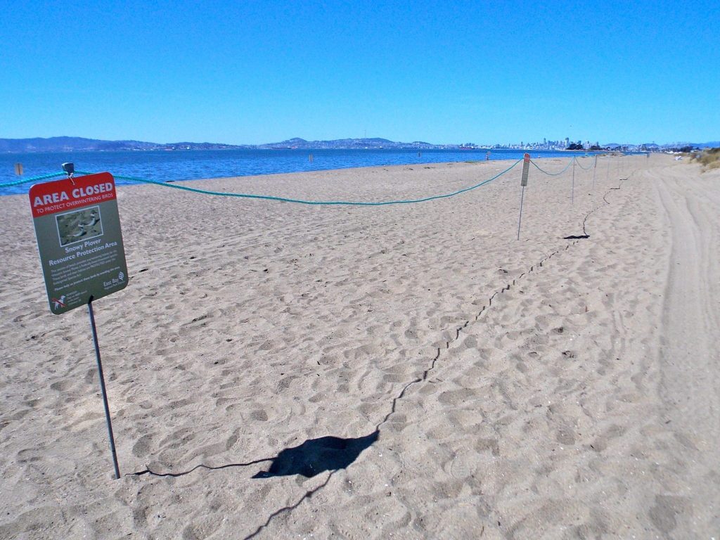 New protective Snowy Plover fencing at Crown Beach / Photo by Cindy Margulis