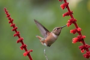 Allen's Hummingbird by Bob Gunderson