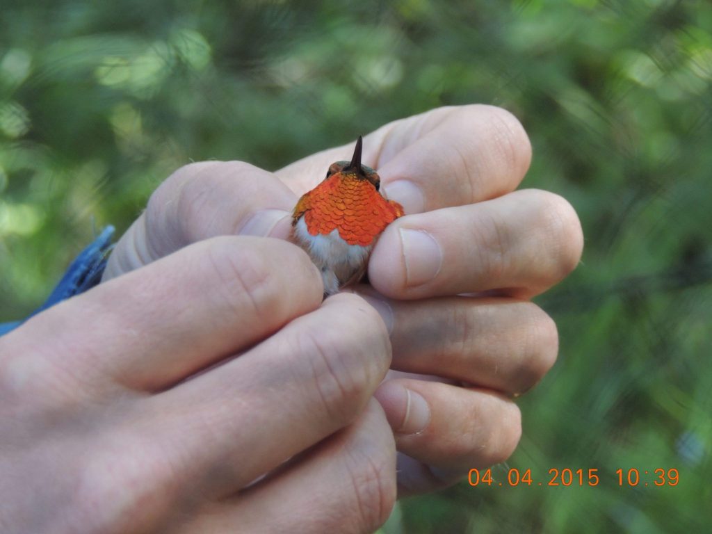 Hummingbird banding at Point Blue's field station on trip led by Rich Cimino / Photo by Rich Cimino