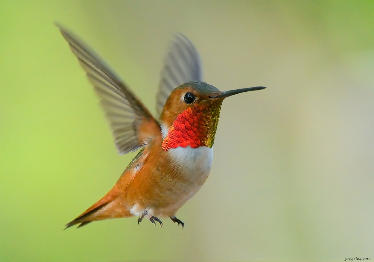 Bay Area birds and climate change - Golden Gate Bird Alliance