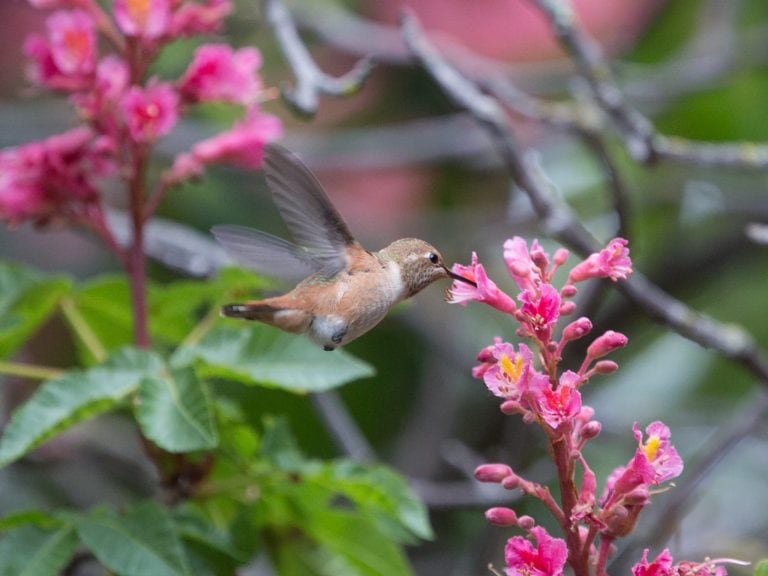 Mild-mannered birder turns into Super Fundraiser