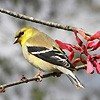 Great Backyard Bird Count – Feb. 15-18