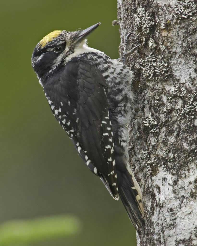 American Three-toed Woodpecker / Photo by Garth McElroy/VIREO