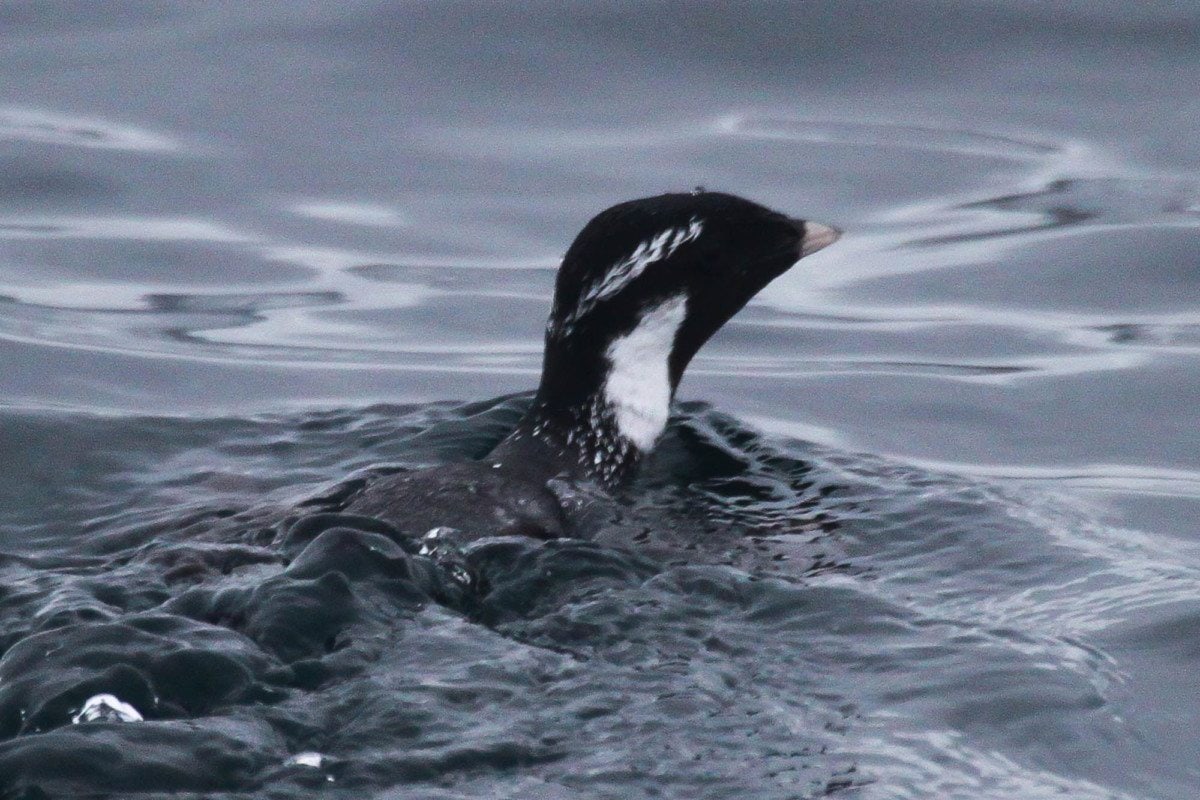 Ancient Murrelet by Alvaro Jaramillo