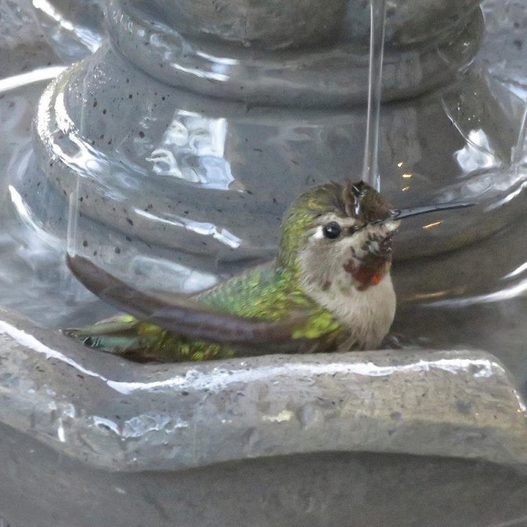 How birds handle hot weather