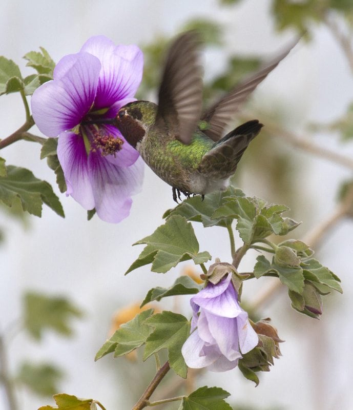 Bird-friendly gardening resources