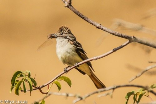 Ash-throated flycatcher with dragonfly / Photo by Miya Lucas