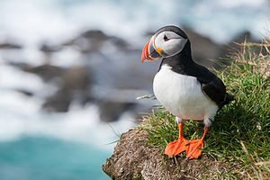 Atlantic Puffin, another of Lani's favorite Big Year birds. Photo by Richard Bartz