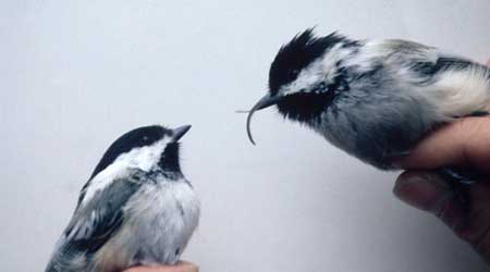 Solving the mystery of deformed beaks