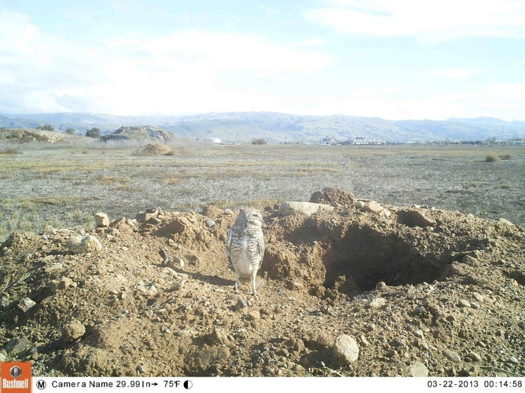 Burrowing Owl in San Jose / Photo courtesy of Santa Clara Valley Audubon Society