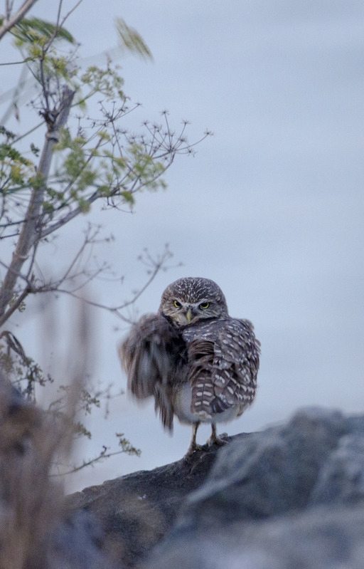 Burrowing Owl by Doug Donaldson