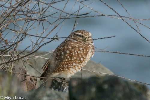 Burrowing Owl docenting: What a hoot!