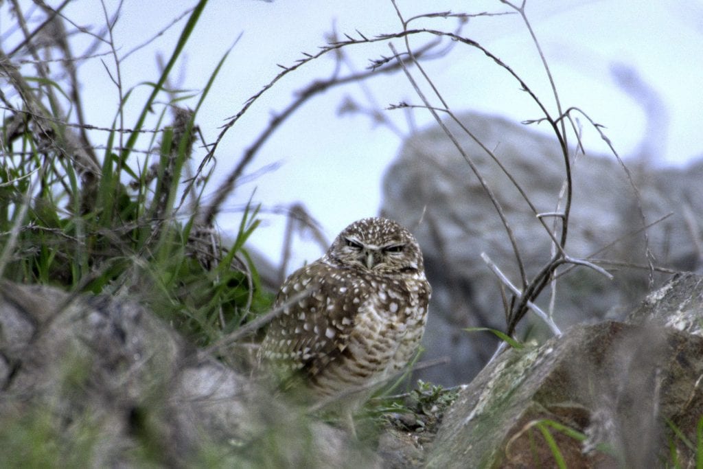 Burrowing owl at Cesar Chavez Park in February 2016, by Doug Donaldson