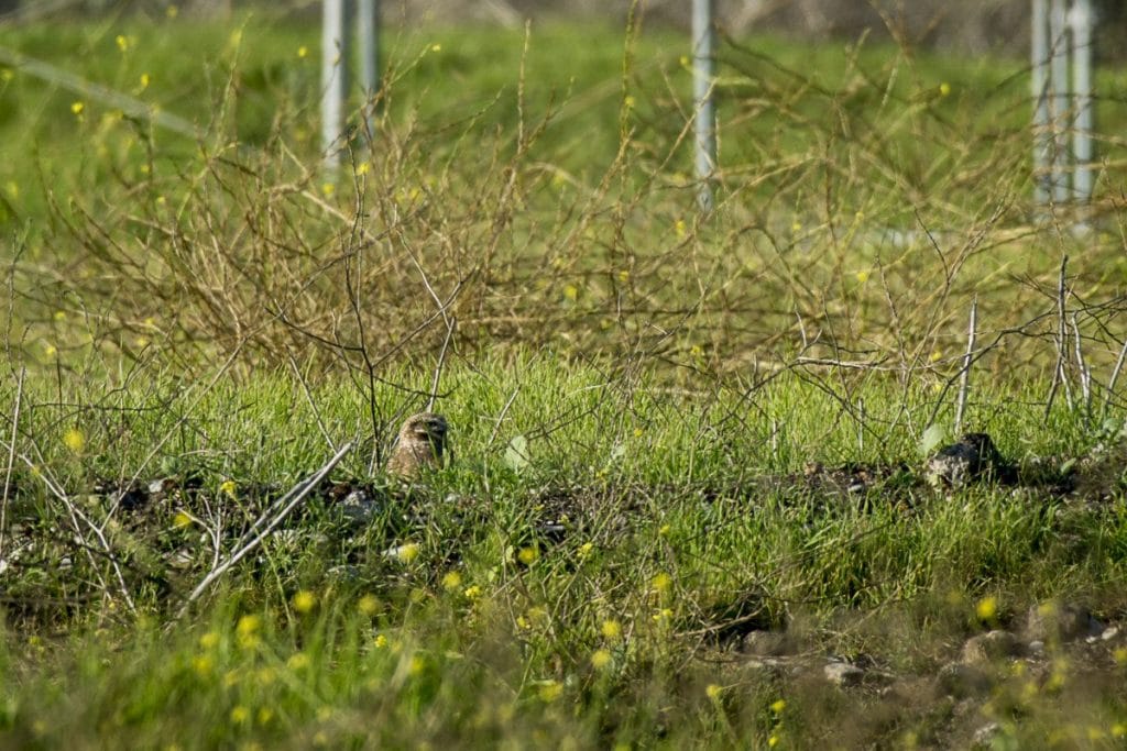 Burrowing Owl on the Albany Plateau (it helps to have a scope!) / Photo by Doug Donaldson