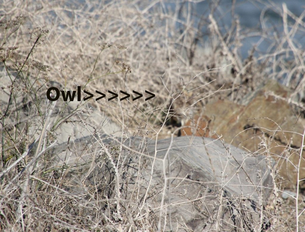 Why a docent with a scope is helpful in spotting the owls! Photo by Karen McLellan