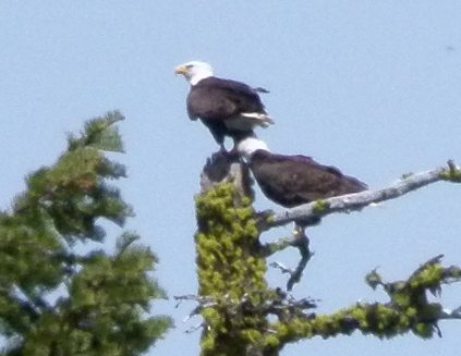 Bald Eagles after copulation by Harry Fuller