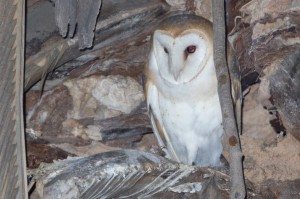 Barn Owl in a palm tree on Telegraph Avenue - Photo by Bob Lewis