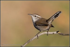 Bewick's Wren at Coyote hills by Ganesh Jayaraman