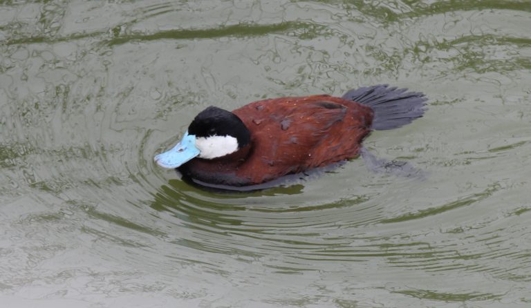 Lake Merced: San Francisco’s Birding Jewel