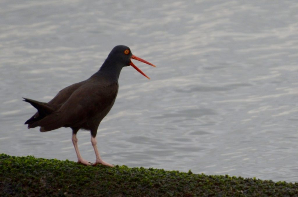 Black Oystercatcher by Pam Young