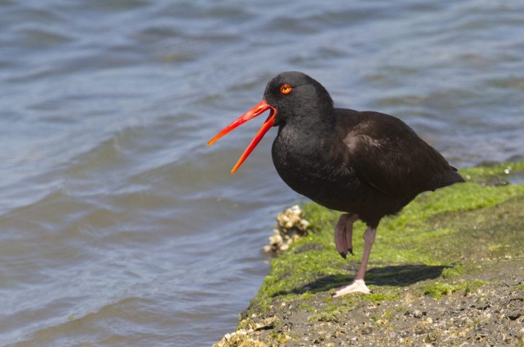 Black Oystercatcher, a species that relies on rocky waterfront like the area around Sutro Baths for nesting / Photo by Rick Lwwis