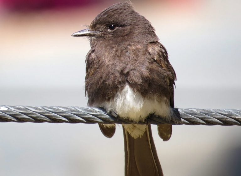 Support wildlife, not gunfire, in East Bay parklands