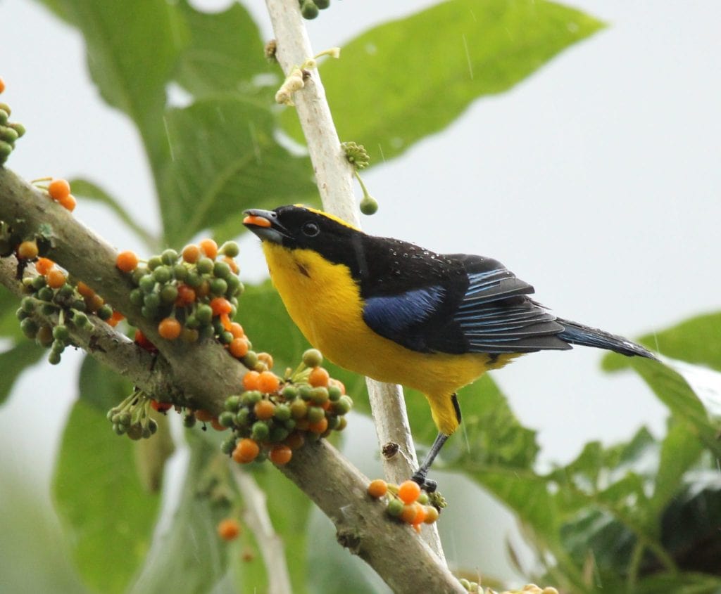 Blue-Winged Mountain Tanager, by Krista Jordan