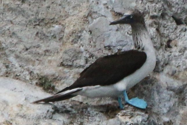 Blue-footed Booby by Alvaro Jaramillo