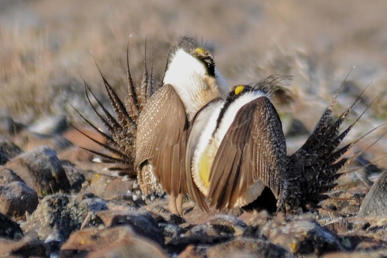 Two male Sage-Grouse