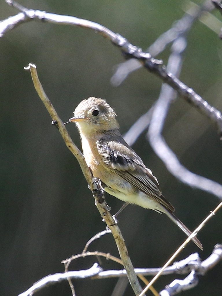 Birding Arizona during the monsoon