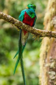 Resplendant Quetzal (Costa Rica trip) by Elizabeth Lauer