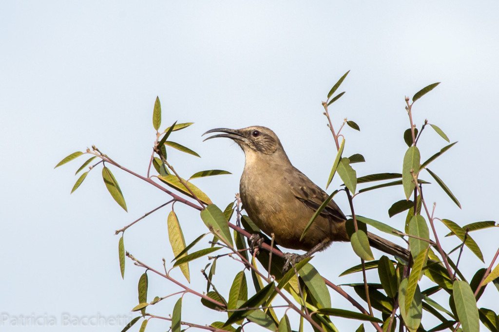 California Thrasher, spotted in Upper Knowland Park. Photo by Pat Bacchetti.