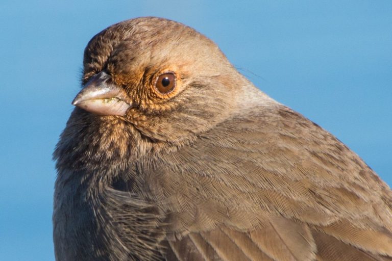 Top Ten Reasons to be a Birdathon Fundraiser