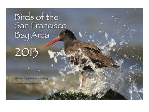 2013 Birds of the SF Bay Area calendar