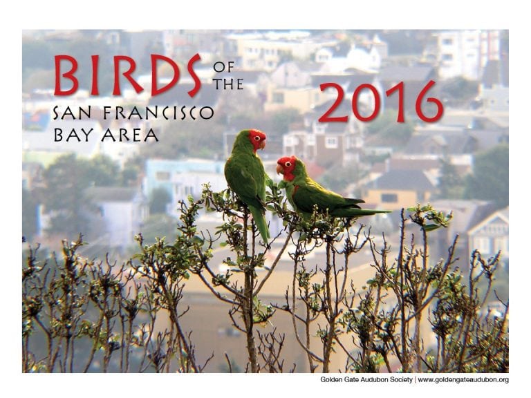 Behind the scenes with our bird photo calendar