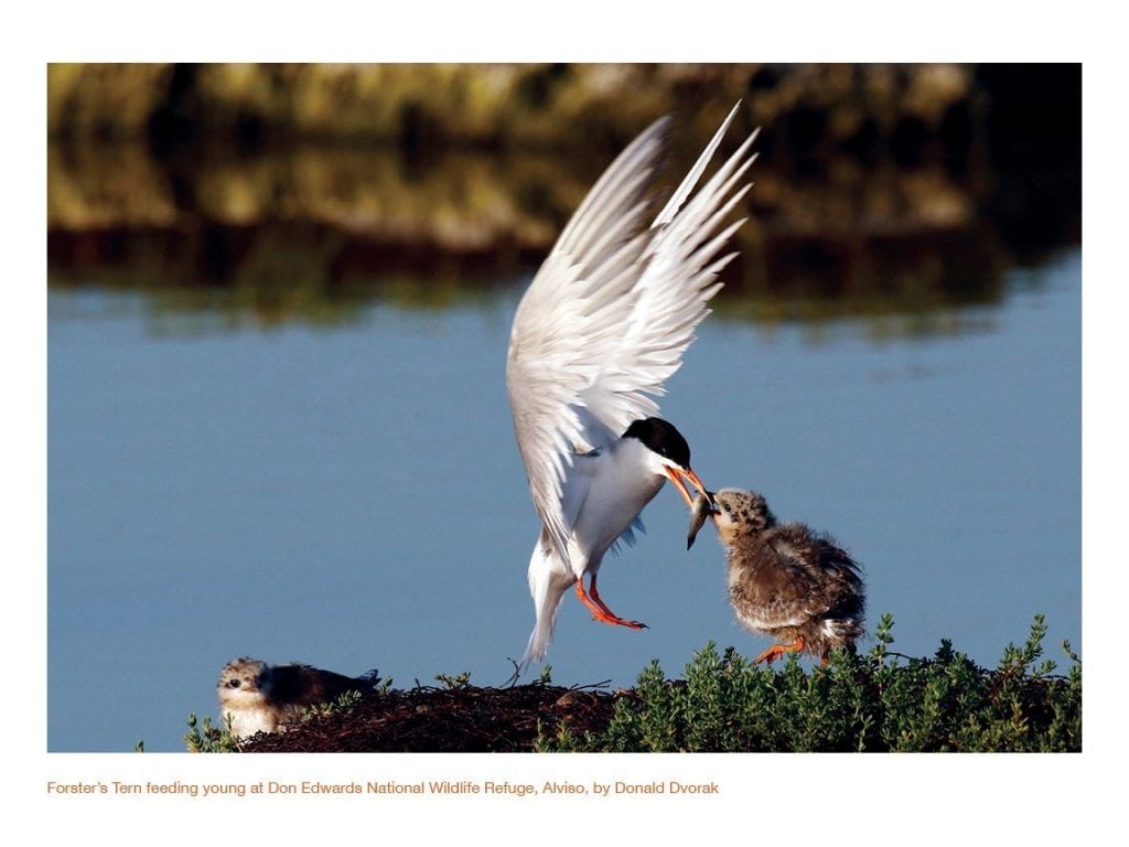 Forster's Tern feeding a chick by Donald Dvorak