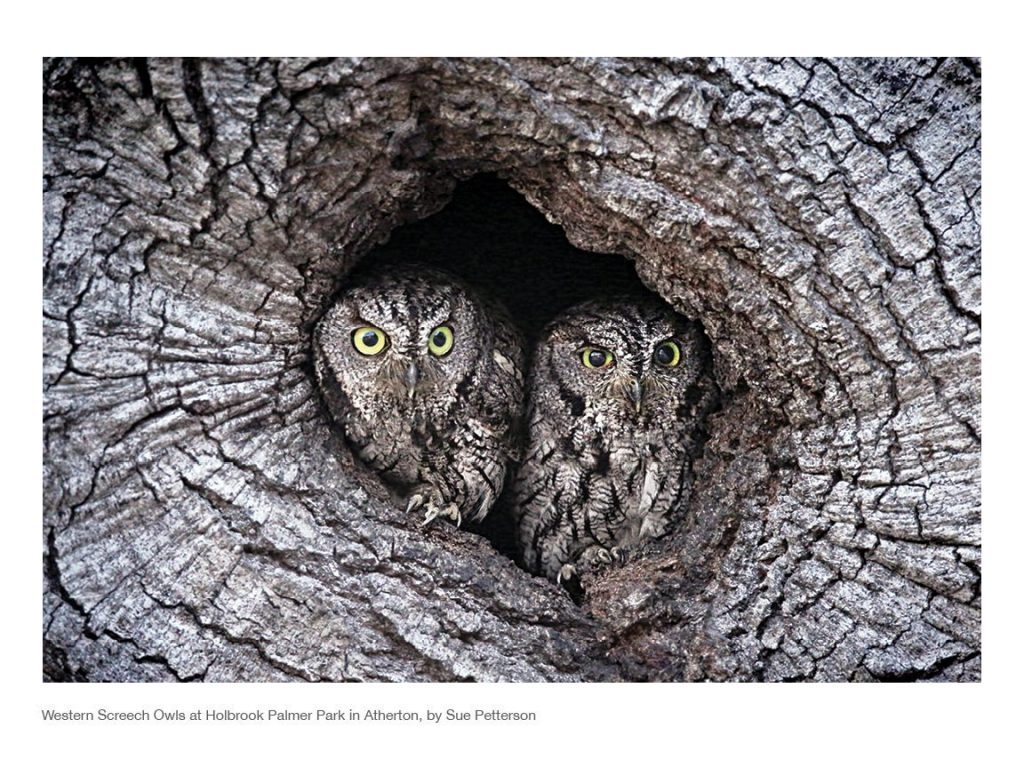 Western Screech Owls by Sue Petterson