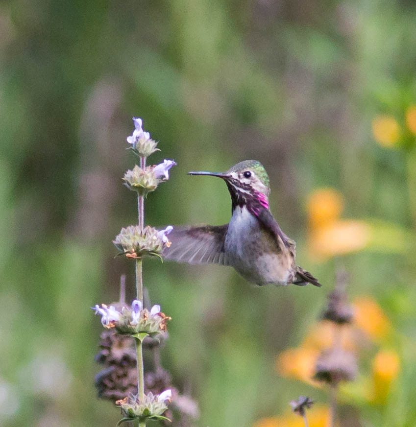 Calliope Hummingbird at Mitchell Canyon, by Larry Hollowood