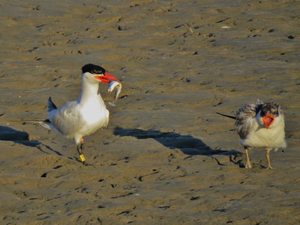 Caspian Tern brings a fish to a juvenile at Crissy Lagoon