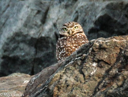 Burrowing Owl in November 2014 by Miya Lucas