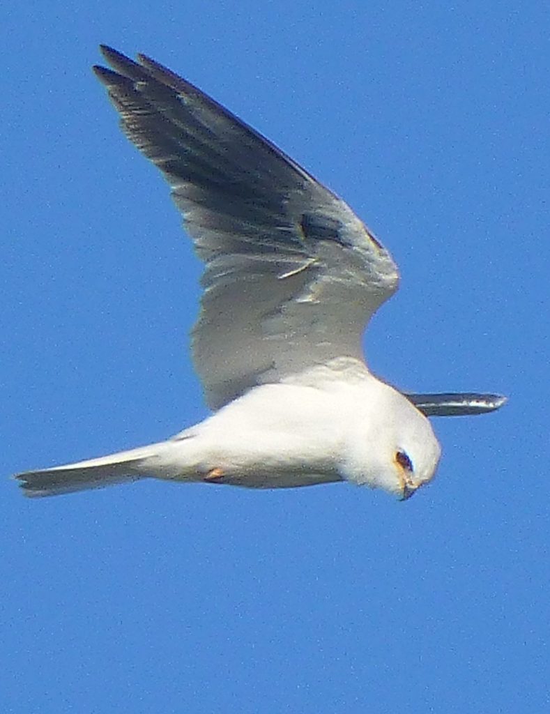 And another kind of kite -- the White-tailed kind. Photo by Martin Nicolaus