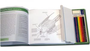 Birds of North America coloring book - not just for kids!
